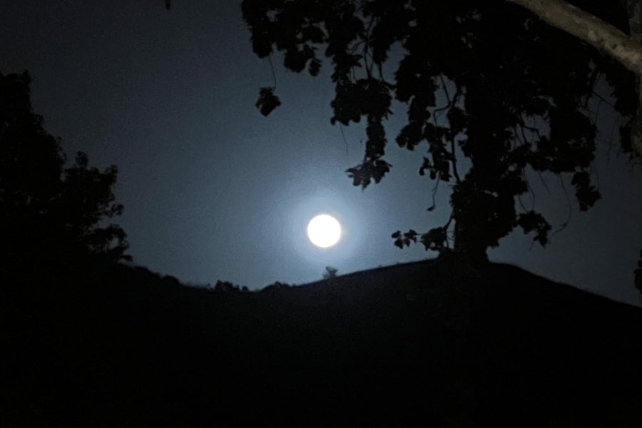 A full moon rising over a hill, seen through sycamore leaves, Santa Barbara